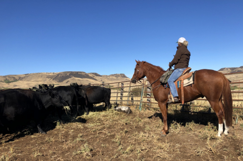 HorseID: 2301234 Hey Amigo - PhotoID: 1083063