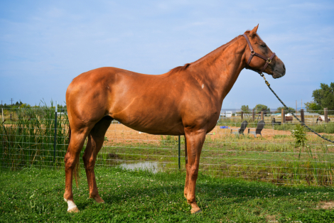 HorseID: 2301252 Hard Hitting Game - PhotoID: 1083044