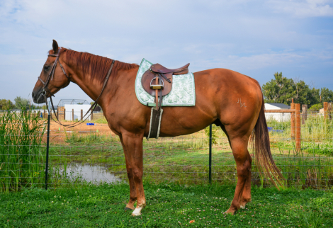 HorseID: 2301252 Hard Hitting Game - PhotoID: 1083045