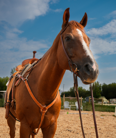 HorseID: 2301252 Hard Hitting Game - PhotoID: 1083046