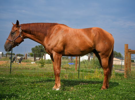 HorseID: 2301252 Hard Hitting Game - PhotoID: 1083047