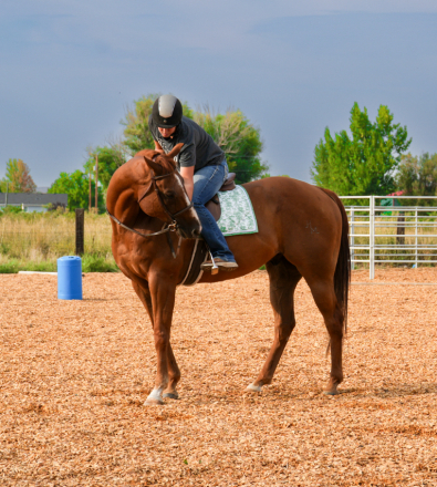 HorseID: 2301252 Hard Hitting Game - PhotoID: 1083048