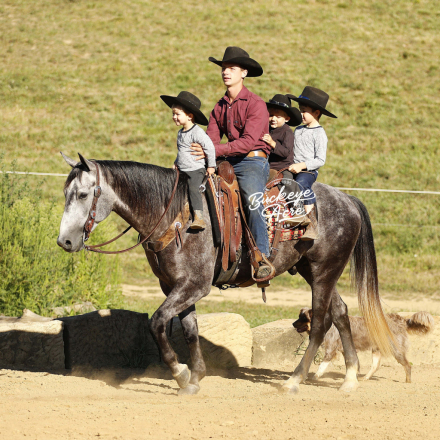 HorseID: 2301280 Straberts Smokey - PhotoID: 1083070