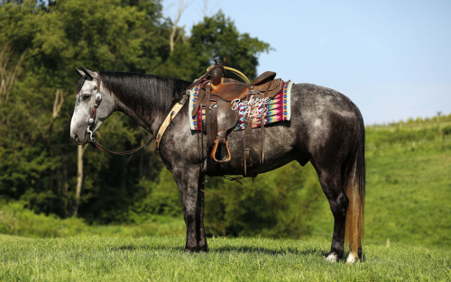 HorseID: 2301280 Straberts Smokey - PhotoID: 1083071
