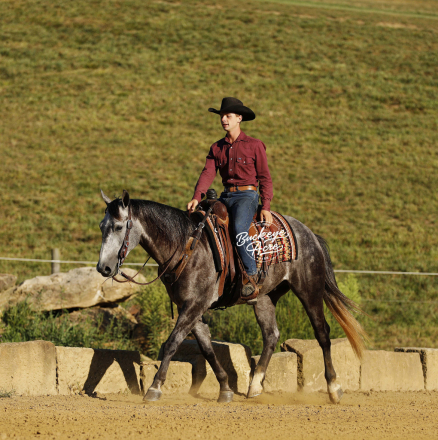HorseID: 2301280 Straberts Smokey - PhotoID: 1083072
