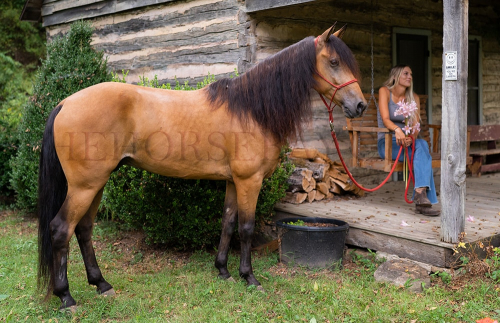 HorseID: 2301283 Johnny Cash - PhotoID: 1083079