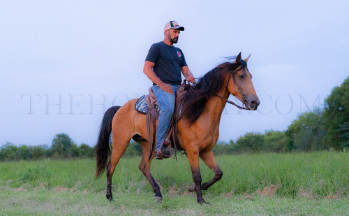 HorseID: 2301283 Johnny Cash - PhotoID: 1083080