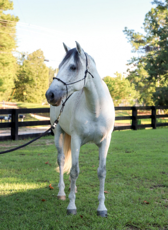 HorseID: 2301284 Tango De Romeo - PhotoID: 1083085