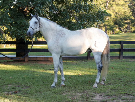 HorseID: 2301284 Tango De Romeo - PhotoID: 1083086