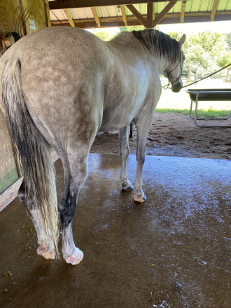 HorseID: 2301284 Tango De Romeo - PhotoID: 1083087