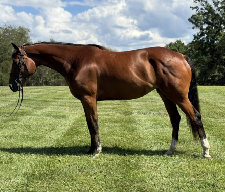 HorseID: 2301303 Minute of Sweetness - PhotoID: 1083111