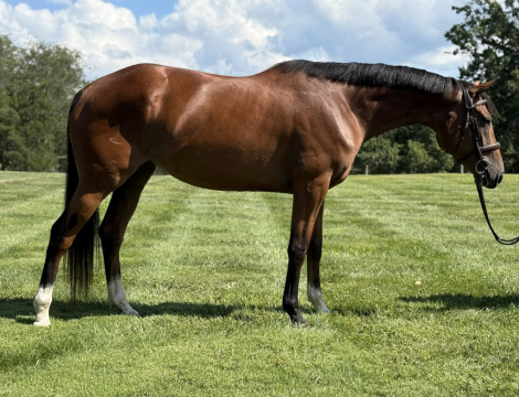 HorseID: 2301303 Minute of Sweetness - PhotoID: 1083112