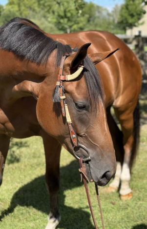 HorseID: 2301303 Minute of Sweetness - PhotoID: 1083113