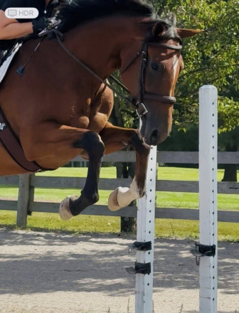 HorseID: 2301303 Minute of Sweetness - PhotoID: 1083114