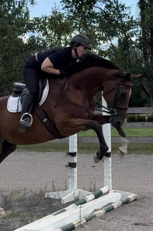 HorseID: 2301303 Minute of Sweetness - PhotoID: 1083115