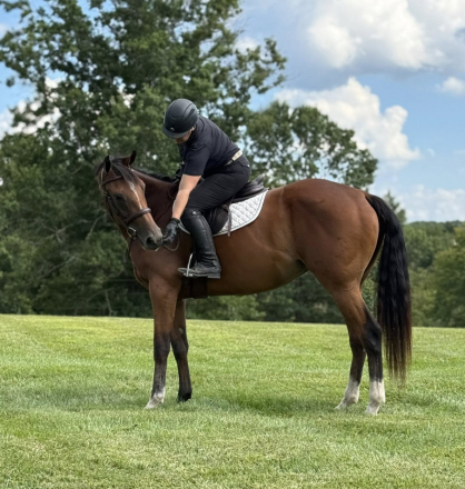 HorseID: 2301303 Minute of Sweetness - PhotoID: 1083116