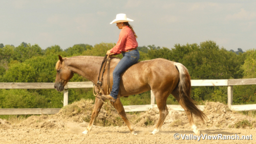 HorseID: 2301304 Berry Smart Chick - PhotoID: 1083117