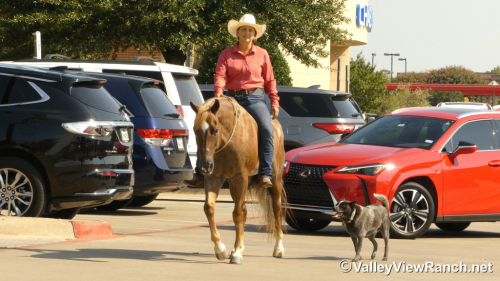 HorseID: 2301304 Berry Smart Chick - PhotoID: 1083118