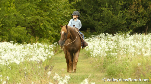 HorseID: 2301304 Berry Smart Chick - PhotoID: 1083120