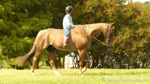 HorseID: 2301304 Berry Smart Chick - PhotoID: 1083122