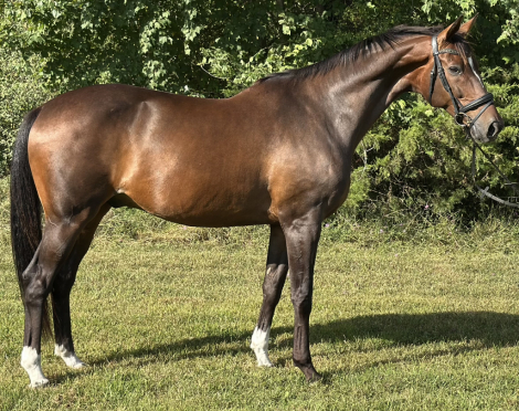 HorseID: 2301306 Sin City GSH - PhotoID: 1083127