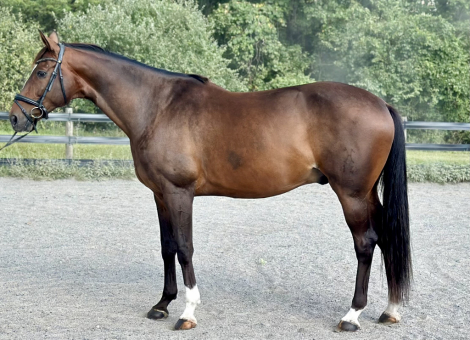 HorseID: 2301306 Sin City GSH - PhotoID: 1083128