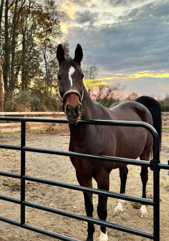 HorseID: 2301306 Sin City GSH - PhotoID: 1083129