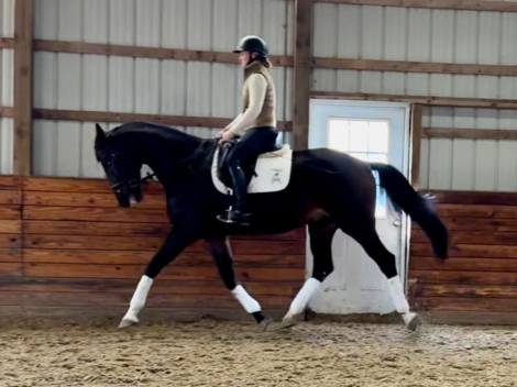 HorseID: 2301306 Sin City GSH - PhotoID: 1083130