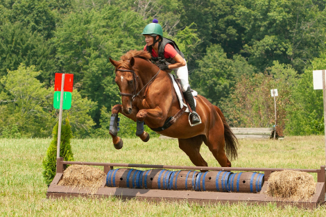 HorseID: 2301308 Golden Effect - PhotoID: 1083132