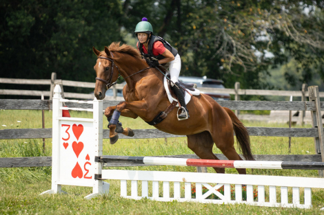 HorseID: 2301308 Golden Effect - PhotoID: 1083133