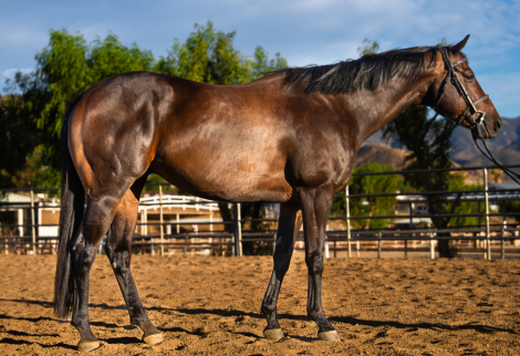 HorseID: 2301310 Storm the Gate - PhotoID: 1083137