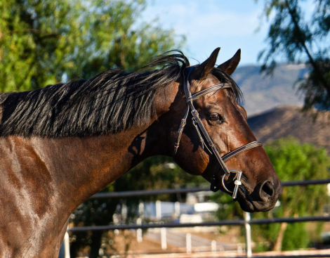 HorseID: 2301310 Storm the Gate - PhotoID: 1083138