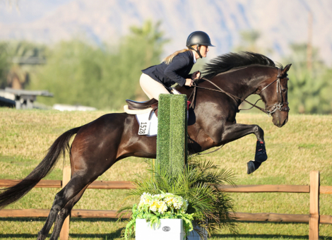 HorseID: 2301310 Storm the Gate - PhotoID: 1083139