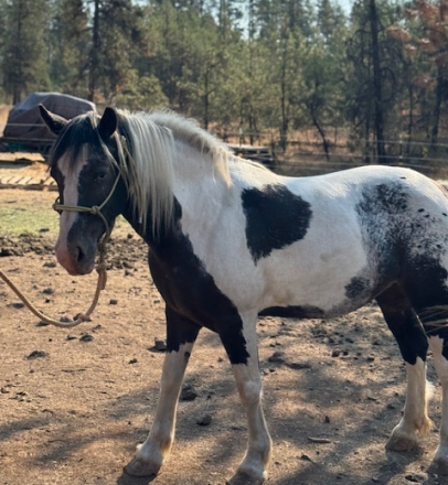 HorseID: 2301328 MC Sheza Magestic Dream - PhotoID: 1083174