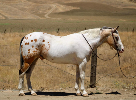 HorseID: 2301371 CHEWY - PhotoID: 1099625