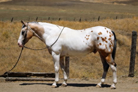 HorseID: 2301371 CHEWY - PhotoID: 1099626