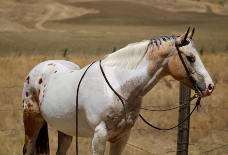 HorseID: 2301371 CHEWY - PhotoID: 1099627
