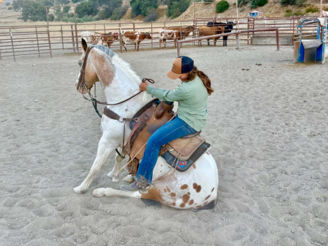 HorseID: 2301371 CHEWY - PhotoID: 1099628