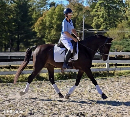 HorseID: 2301374 WAF BLACK TIE AFFAIR - PhotoID: 1099639