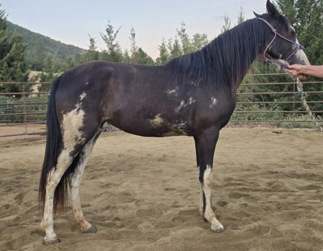 HorseID: 2301438 Maybe I'll Shock You - PhotoID: 1091231