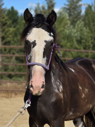 HorseID: 2301438 Maybe I'll Shock You - PhotoID: 1091232