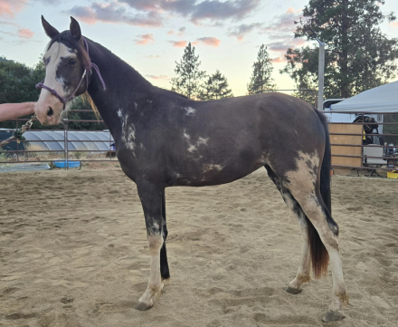 HorseID: 2301438 Maybe I'll Shock You - PhotoID: 1091233