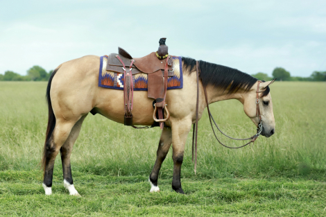 HorseID: 2301482 ANDY IEP - PhotoID: 1083533
