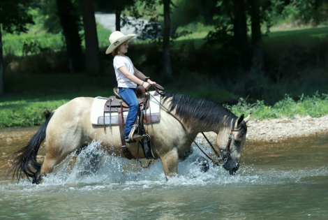 HorseID: 2301482 ANDY IEP - PhotoID: 1083534