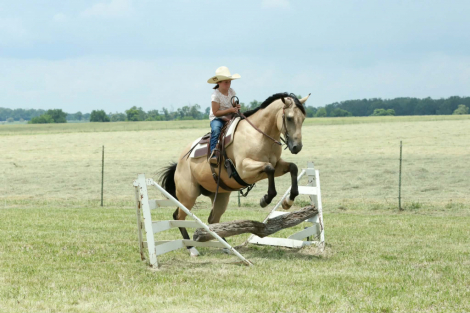 HorseID: 2301482 ANDY IEP - PhotoID: 1083535