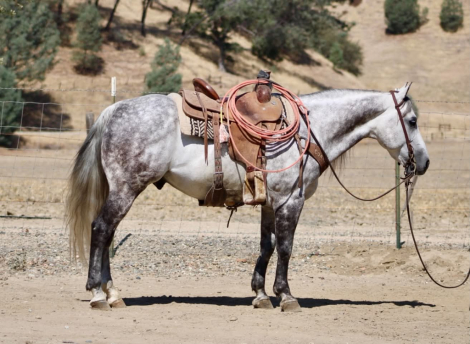 HorseID: 2301732 A SILVER DOLLAR - PhotoID: 1099063