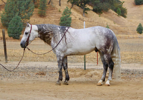 HorseID: 2301732 A SILVER DOLLAR - PhotoID: 1099064