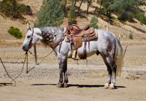 HorseID: 2301732 A SILVER DOLLAR - PhotoID: 1099065