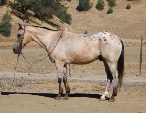 HorseID: 2301813 GOOSEBUMPS - PhotoID: 1098387