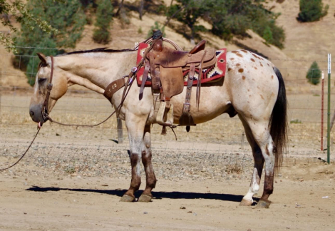 HorseID: 2301813 GOOSEBUMPS - PhotoID: 1098388